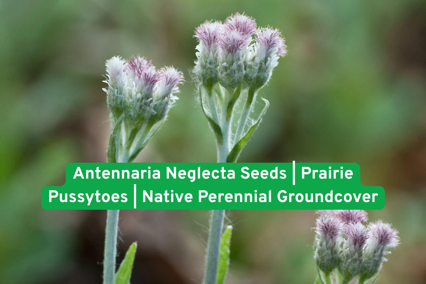 Antennaria Neglecta Seeds | Prairie Pussytoes Native Perennial Groundcover | Drought-Tolerant Pollinator-Friendly Wildflower Seeds