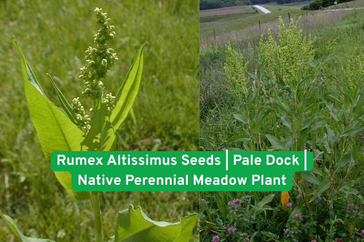 Rumex Altissimus Seeds | Pale Dock Native Perennial Meadow Plant for Prairie Gardens & Natural Restoration