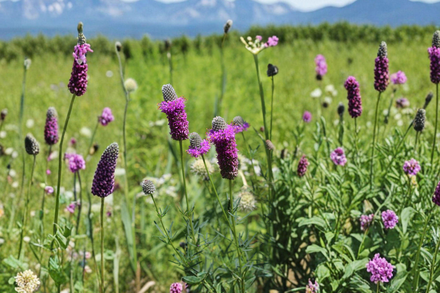 Purple Prairie Clover Seeds - Native Wildflower Pack of 100 - Dalea purpurea for Pollinator Gardens, Prairie & Meadow Landscaping