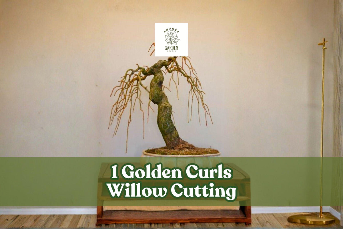 Golden Curls Willow Cutting – Live Deciduous Tree for Bonsai & Landscape – Curly Willow Salix spp.