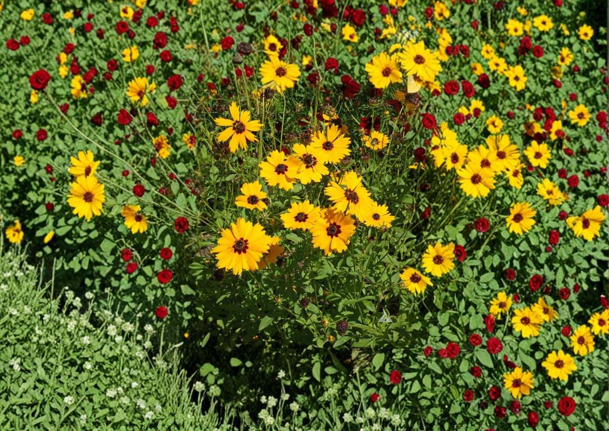 Golden Wave Tickseed Seeds, Coreopsis basalis, Native Wildflower, Yellow & Red, Drought Tolerant, Pollinator-Friendly