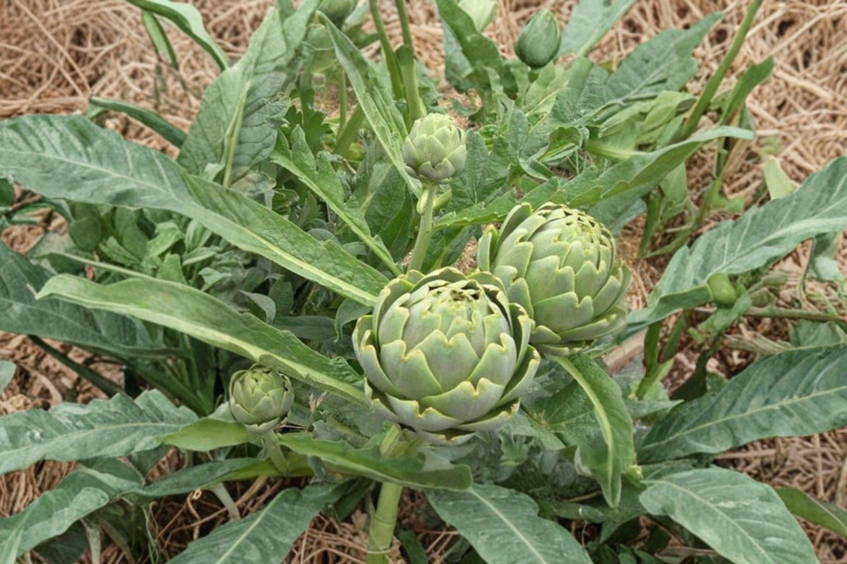 Green Globe Artichoke Seeds - Heirloom Perennial Vegetable, Gourmet Edible Flower Buds, Ornamental Foliage, 10 Seeds