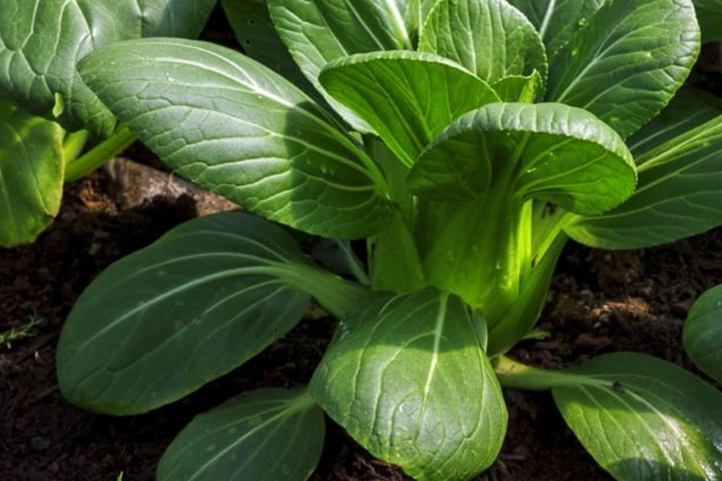 Bok Choi Taisai Seeds - 500 Asian Vegetable Seeds for Stir Fry, Soup & Salad, Fast Growing, Crisp White Stems, Pak Choi, Brassica rapa