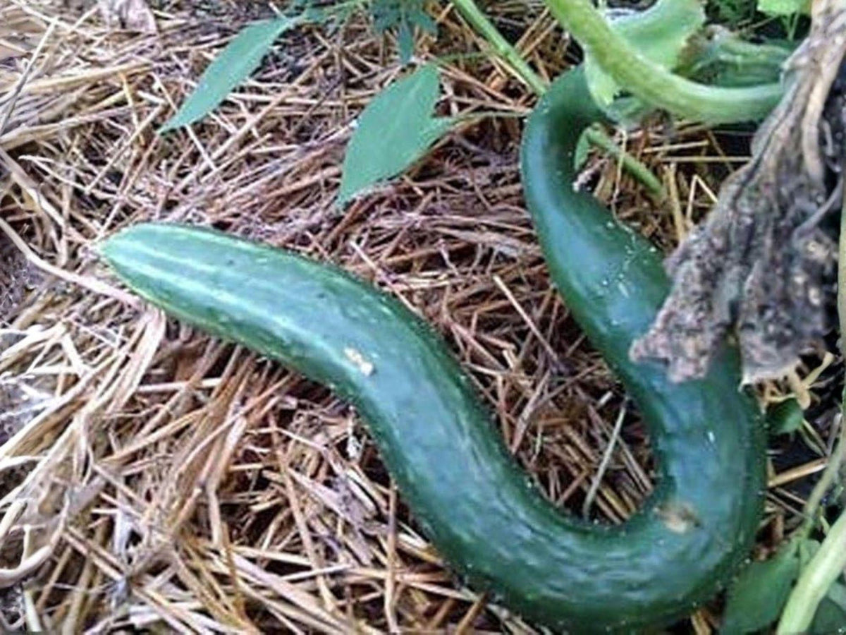 Chinese Snake Cucumber Seeds – Curved Asian Heirloom Variety for Trellis Gardening, Crisp and Mild Flavor, 10 Seeds