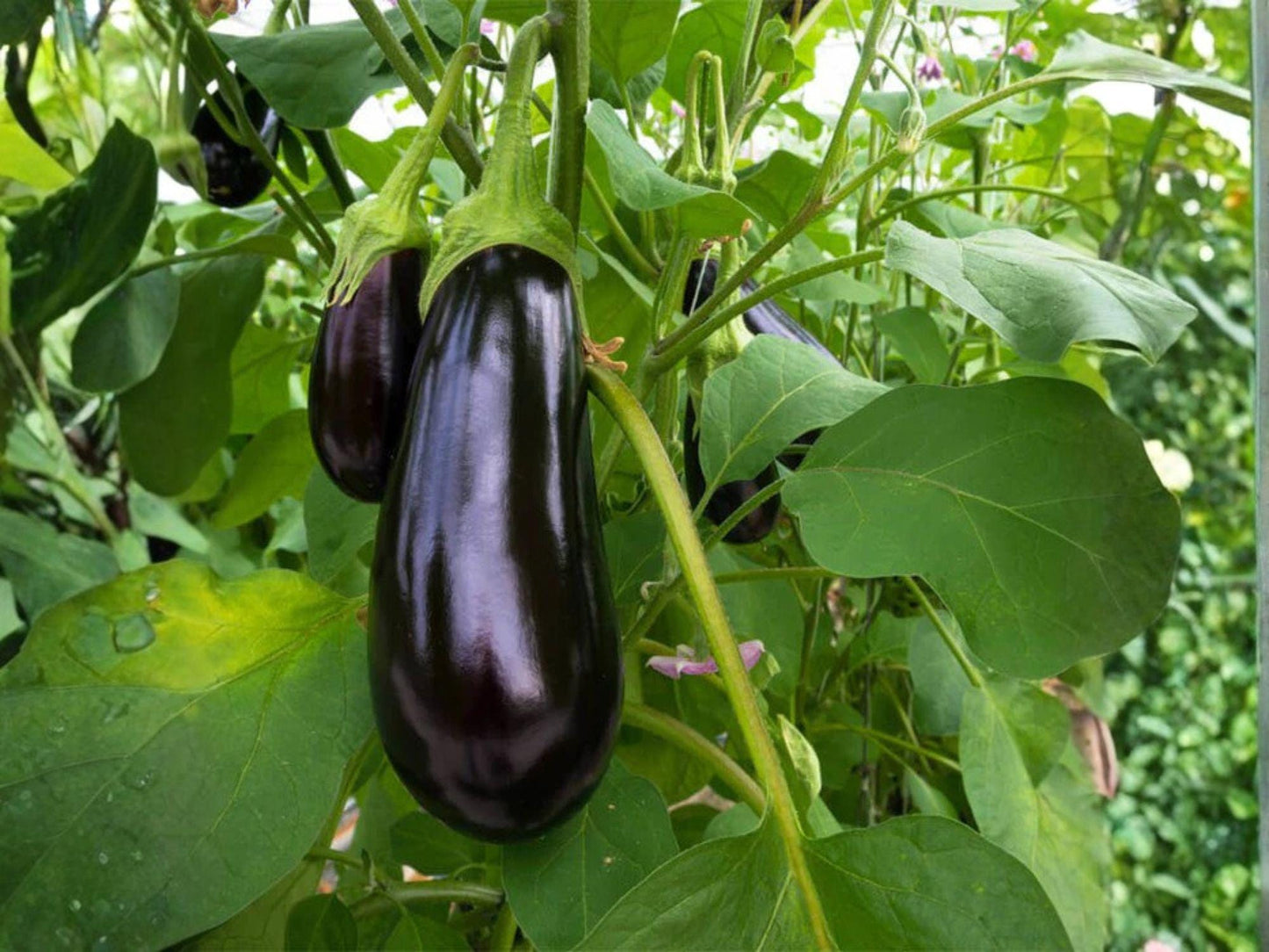 Black Beauty Eggplant Seeds – 100 Heirloom Aubergine Vegetable Garden Seeds for Container & Raised Bed Gardening