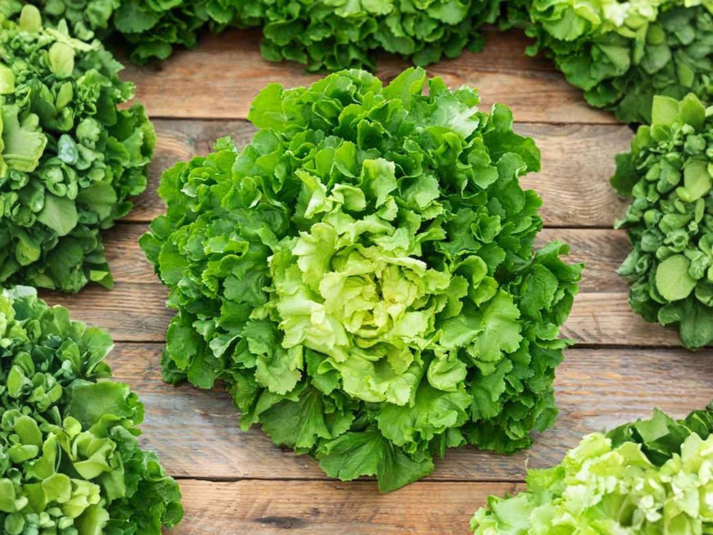 1000 Broadleaf Batavian Endive Seeds – Heirloom Leafy Green for Salad Gardens, Cool-Season Planting, Gourmet Kitchen Gardens
