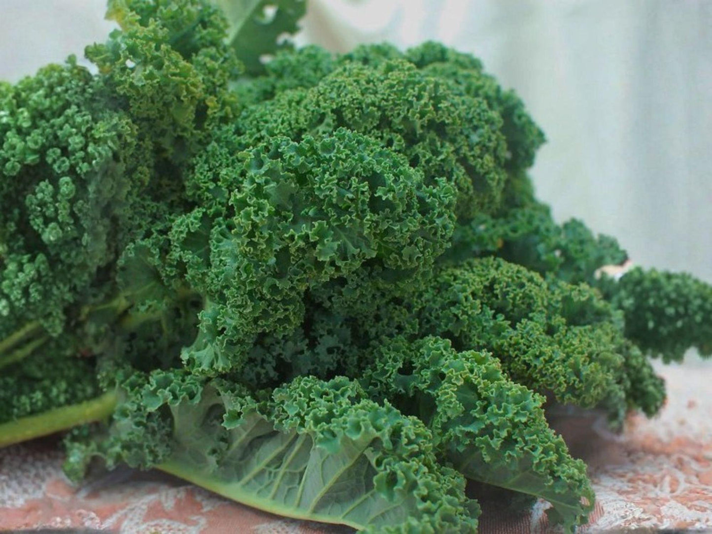 Dwarf Blue Curled Scotch Kale Seeds – 500 Heirloom Cold-Hardy Greens for Salad, Sauté, Kale Chips, Brassica oleracea