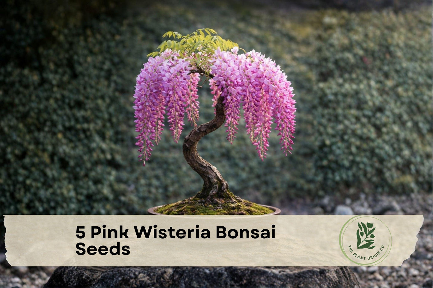 Pink Wisteria Bonsai Seeds – 5 Pack, Cascading Pink Blooms, Wisteria spp., Ornamental Climbing Vine for Bonsai & Garden