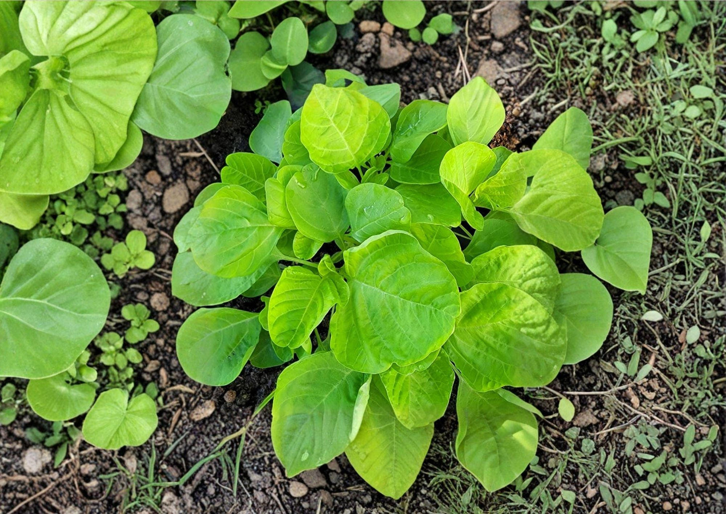 Edible Amaranth Seeds White Light Green Heat Tolerant 500 Seeds, Nutritious Leafy Green, Fast-Growing Vegetable, Heirloom, Kitchen Garden