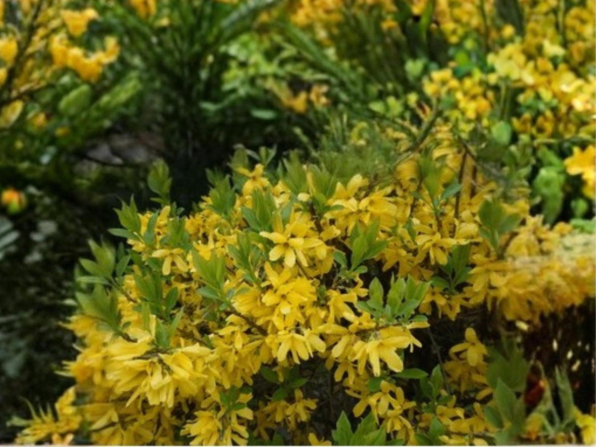 Weeping Forsythia suspensa Seeds – Golden Bell Shrub, Ornamental Flowering Bush, Spring Blooming, Deciduous Plant, 10 Seeds