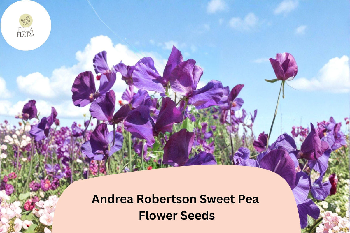 50+ Andrea Robertson Sweet Pea Seeds | Deep Purple Climbing Flower | Lathyrus odoratus | Garden Trellis, Fence, Arch