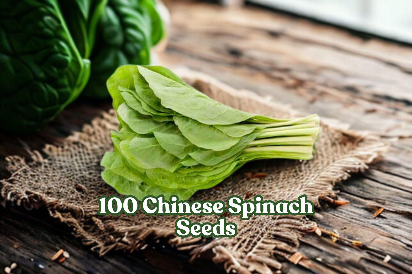 100 Chinese Spinach Seeds Ipomoea aquatica Water Spinach Fast-Growing Leafy Vegetable for Garden or Container Planting