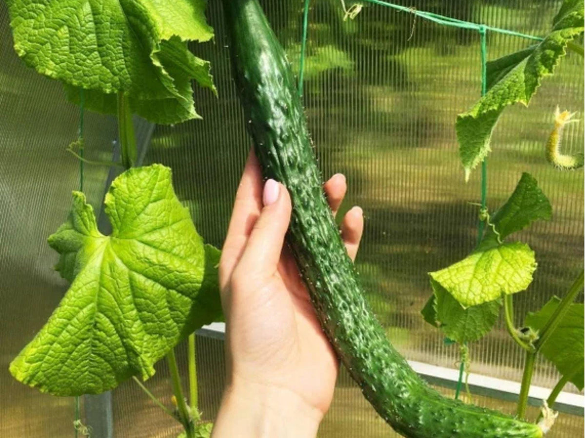Chinese Snake Cucumber Seeds – Long Curved Heirloom Cucumis sativus Non-GMO, 10 Seeds