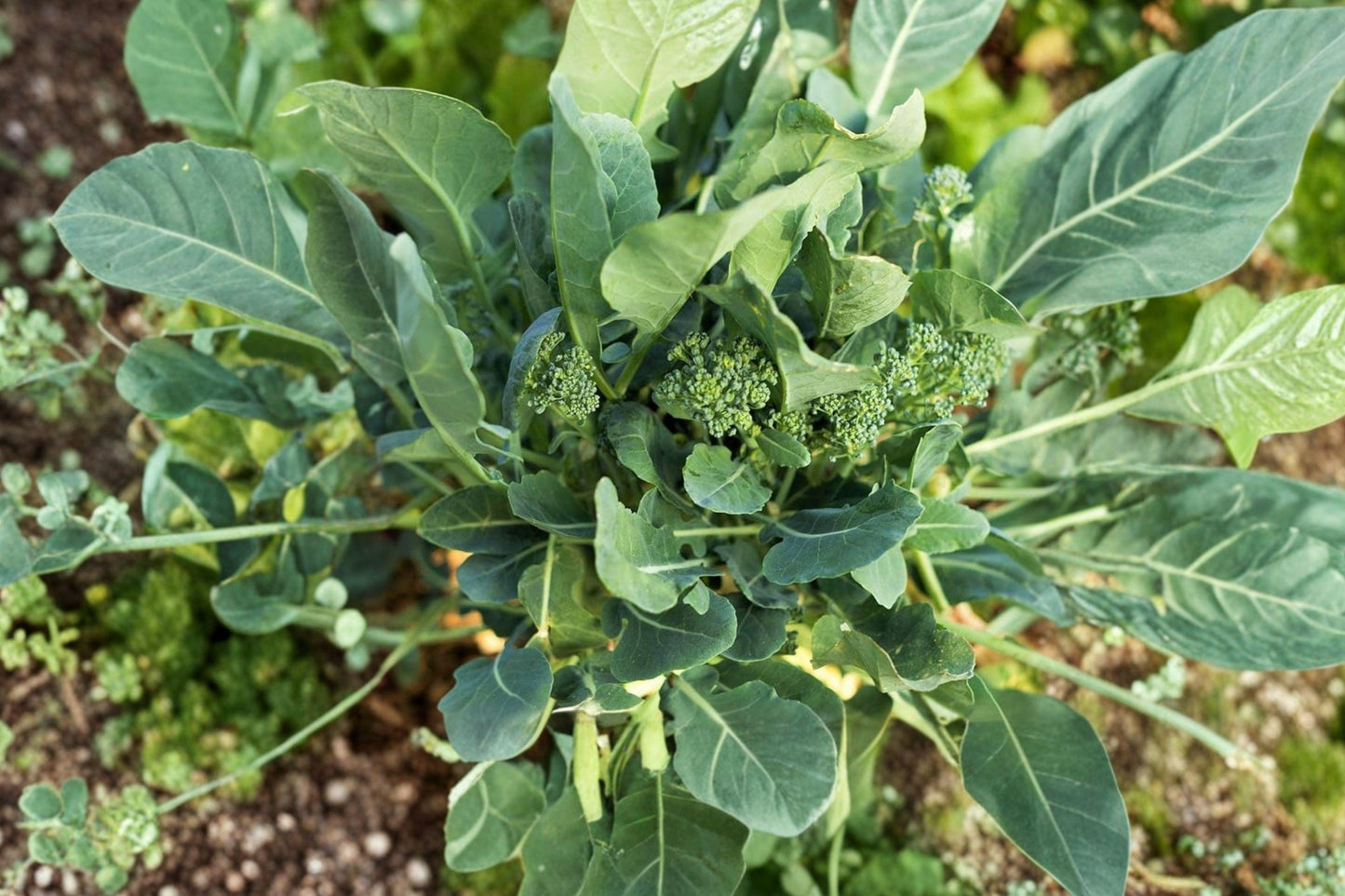 Broccoli Raab Seeds - Heirloom Italian Rapini, Non-GMO, Open Pollinated, Spring Rapini, 300 Seeds Pack