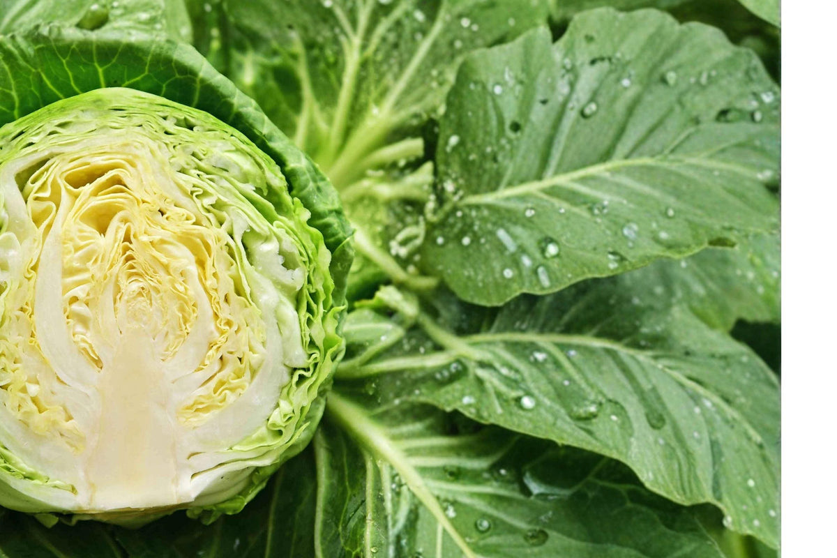 Copenhagen Market Cabbage Seeds – Heirloom Non-GMO, Early Maturity, Cool-Season, 500 Seeds Pack