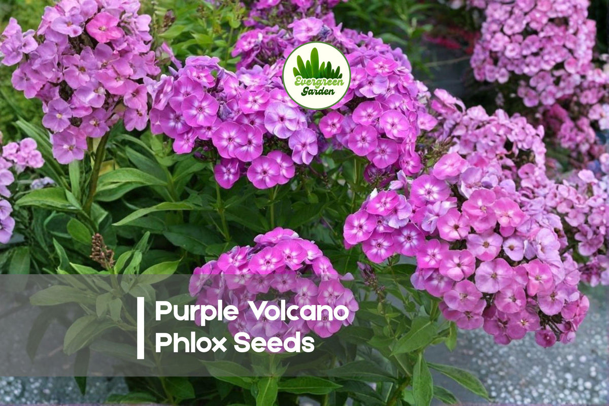 Purple Volcano Phlox Seeds - 100+ Premium Annual Flower Seeds for Vibrant Purple Blooms, Garden Borders, Containers, Pollinator-Friendly