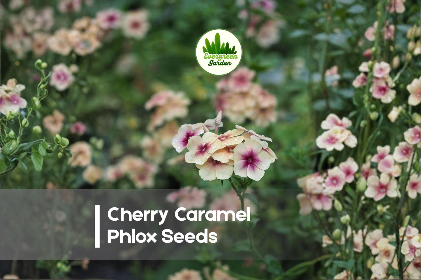 Cherry Caramel Phlox Seeds - 100+ Flowering Annual for Borders, Containers, Cottage Gardens - Phlox drummondii