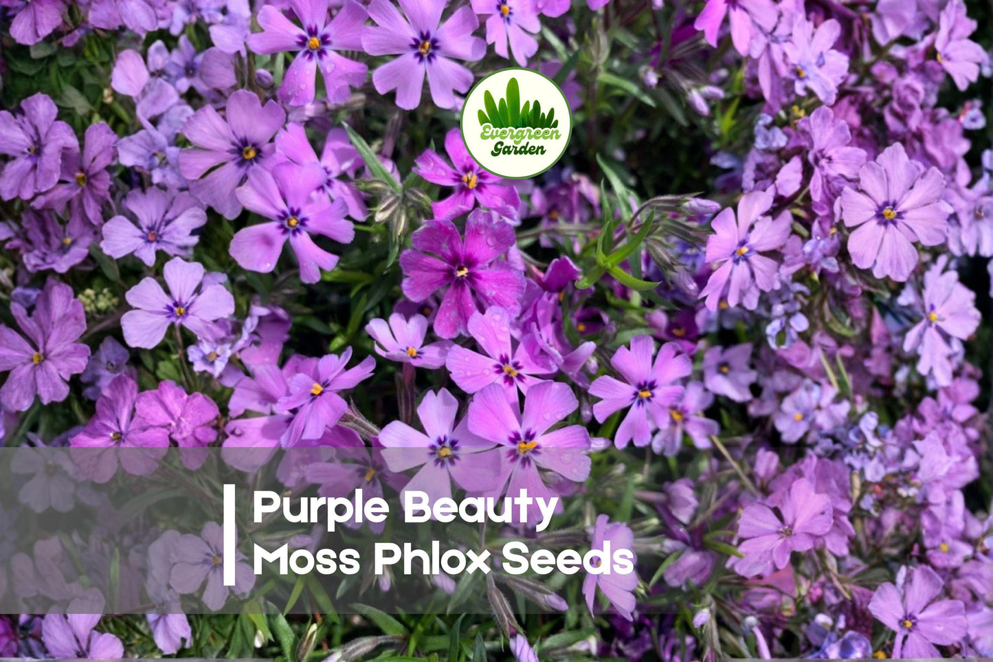 Purple Beauty Moss Phlox Seeds – Ground Cover, Creeping, Vivid Purple Blooms, Phlox subulata, Spring Flowering Perennial