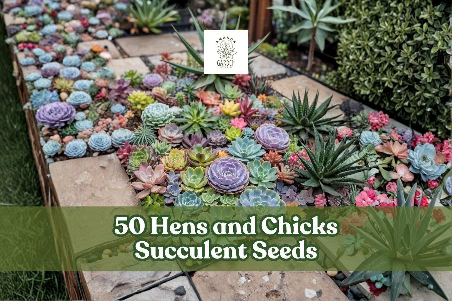 50 Hens and Chicks Succulent Seeds for Planting, Rosette-Forming Sempervivum spp., Cactus & Succulent Soil