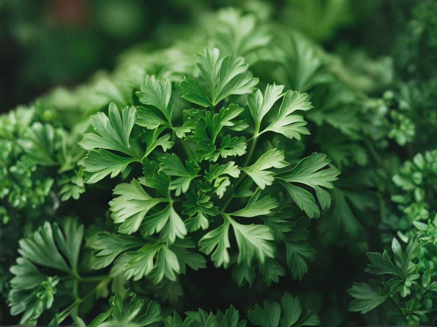 Italian Giant Parsley Seeds – 500 Dark Green Flat Leaf Herb Garden Seeds for Culinary Use, Mediterranean Cooking