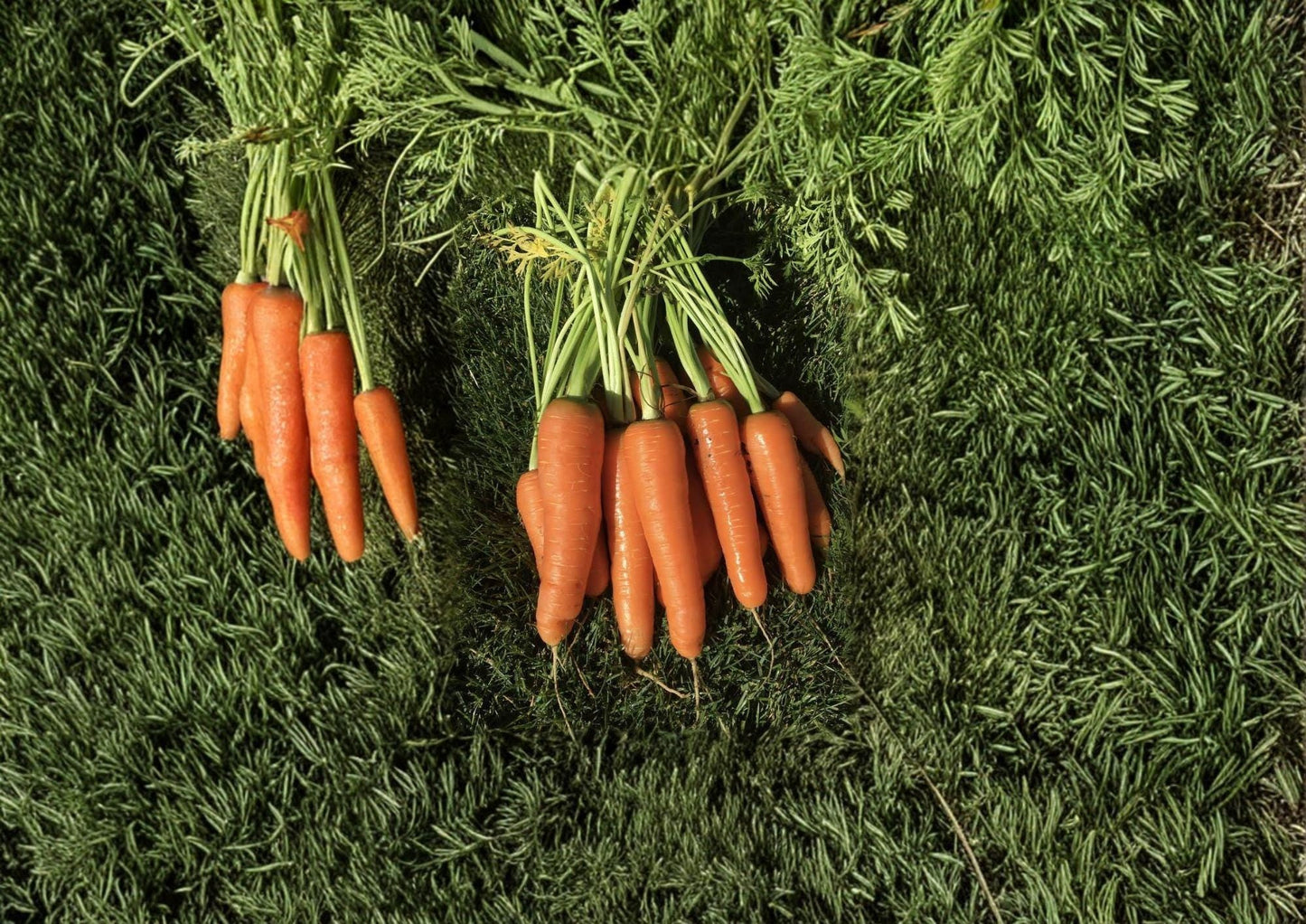 Scarlet Nantes Carrot Seeds - 500 Heirloom, Sweet & Crisp, Cylindrical Roots, Vegetable Seeds for Gardening
