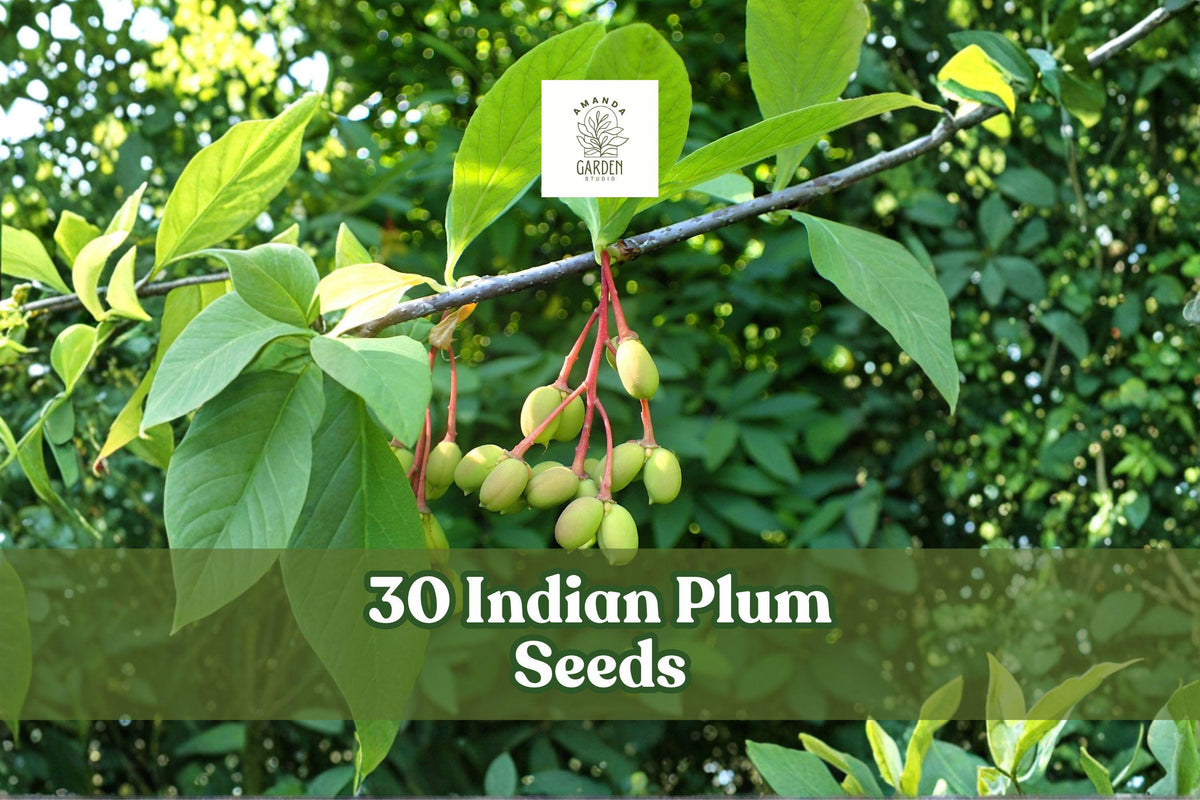 30 Indian Plum Seeds – Native Oemleria cerasiformis Shrub for Woodland Gardens and Native Landscaping