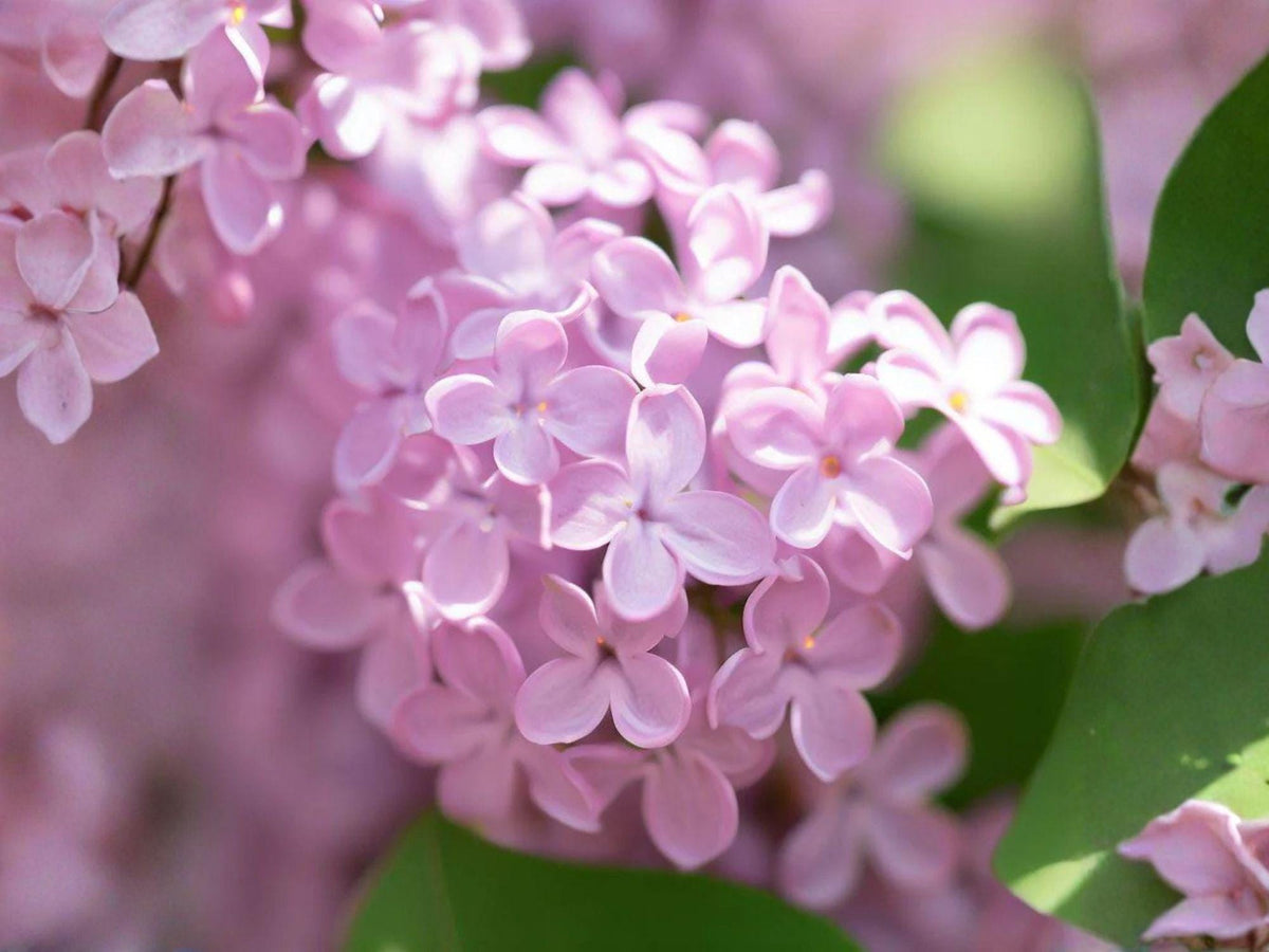 Littleleaf Lilac Seeds – Fragrant Dwarf Shrub, Syringa microphylla, 10 Seeds for Cottage Gardens & Pollinator Attracting Landscaping
