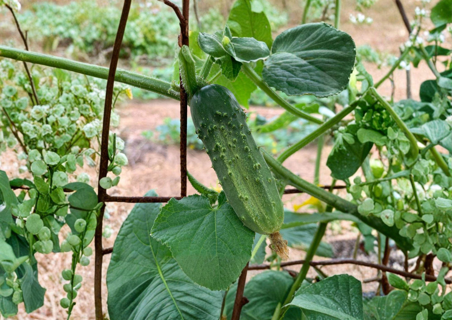 National Pickling Cucumber Seeds Heirloom Variety for Home Canning and Pickling, Short Dark Green Fruits