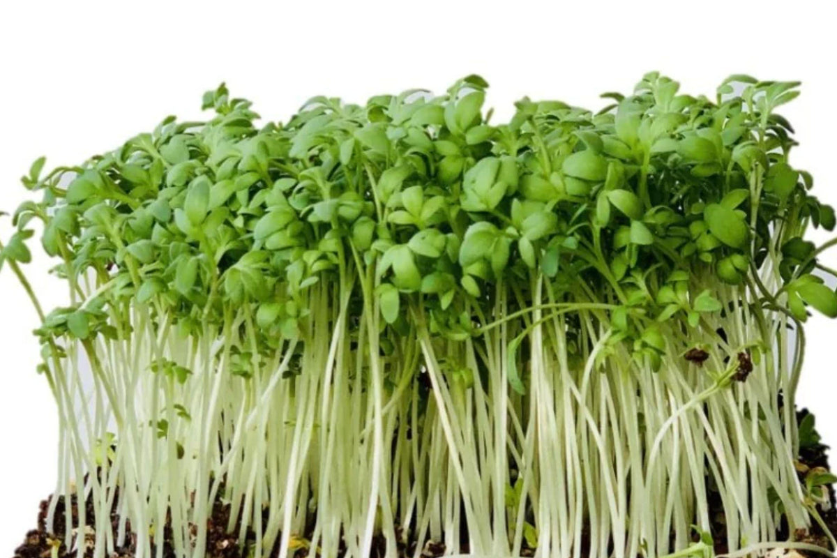 1000 Curled Cress Seeds - Heirloom Non-GMO Microgreens Herb - Pepper Cress, Garden Cress, Fast-Germinating, Edible Greens, Indoor & Outdoor