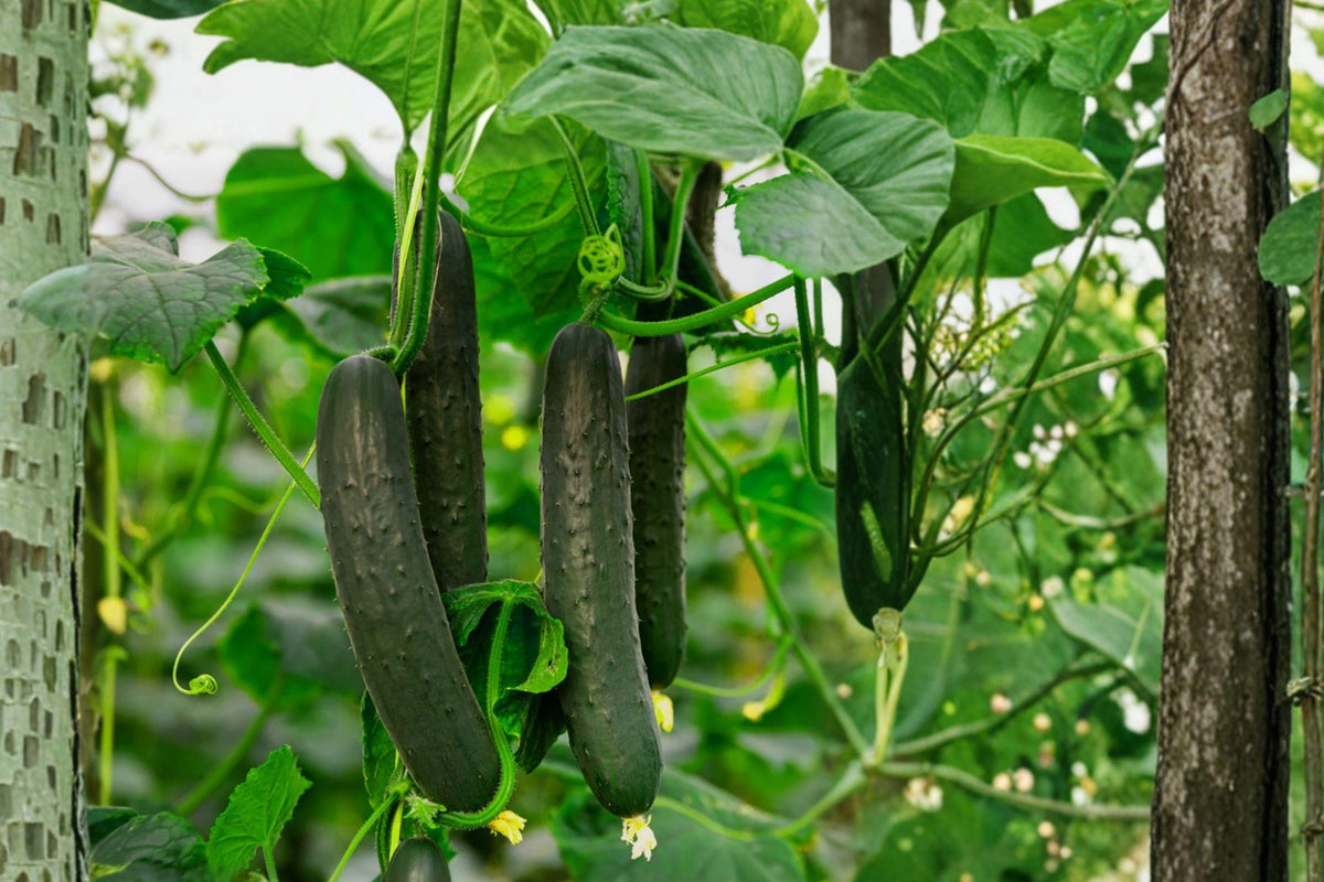 Spacemaster Cucumber Seeds, Compact Heirloom Bush, High Yield, Non-GMO, Cucumis sativus