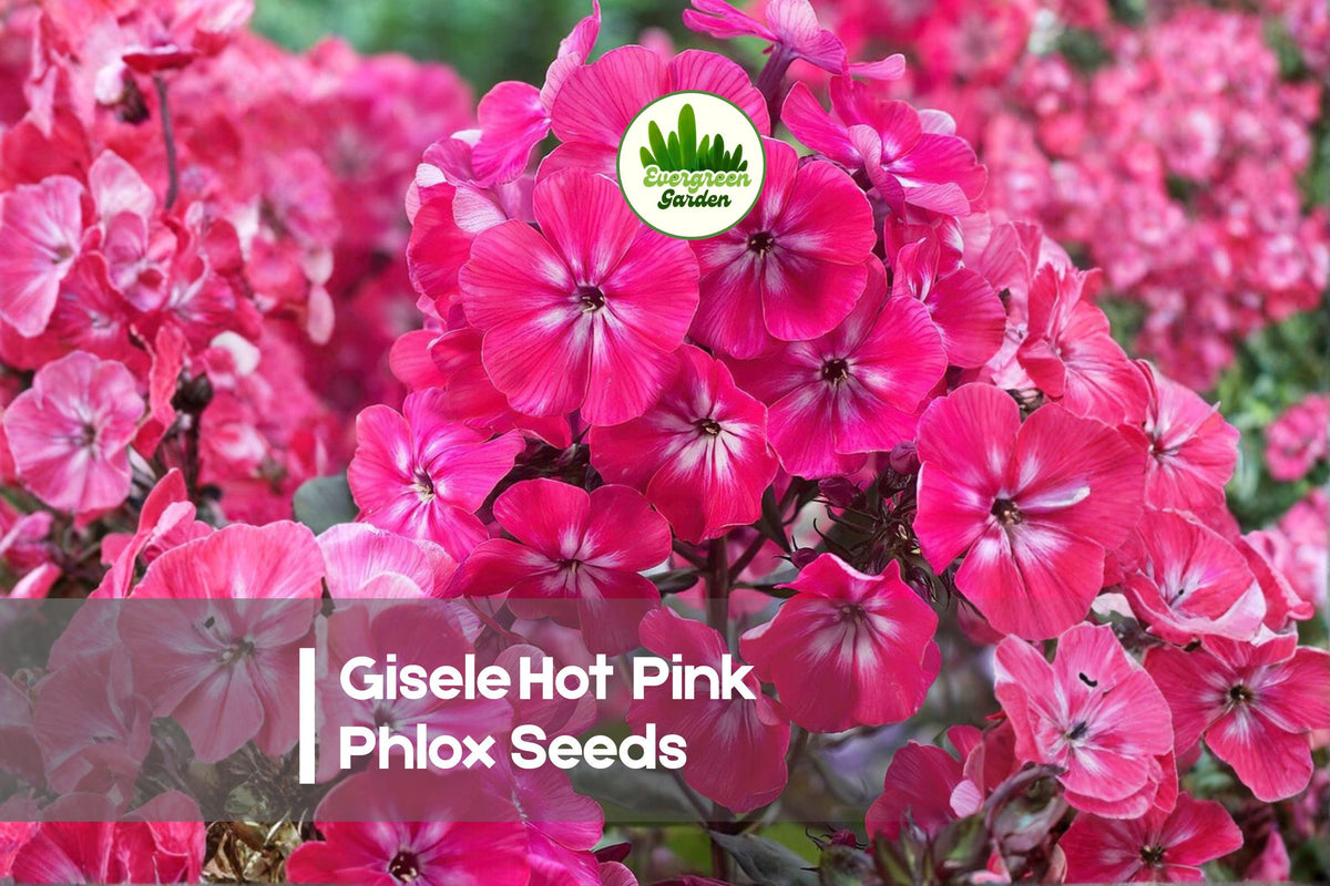 Gisele Hot Pink Phlox Seeds – Bright Magenta-Pink Blooms, Compact, Bushy, Pollinator-Friendly, Phlox drummondii, 100 Seeds