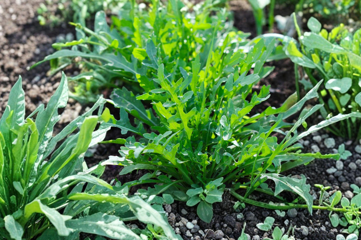 Arugula Seeds 500 Pack – Heirloom Rocket Salad, Non-GMO, Fast-Growing Leafy Green for Cool-Season Gardens and Containers