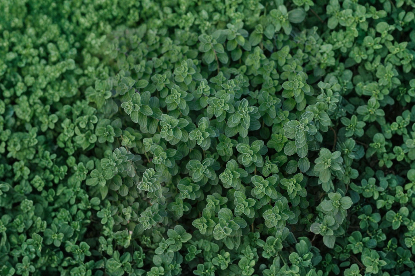 Italian Oregano Seeds - Heirloom Culinary Herb Pack of 100, Aromatic Origanum vulgare for Herb Gardens, Containers, and Indoor Growing