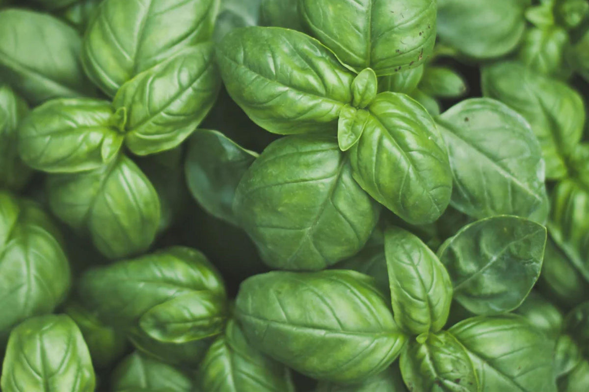Genovese Basil Seeds - Heirloom Italian Sweet Basil, 500 Non-GMO Seeds for Pesto, Salads, and Culinary Use