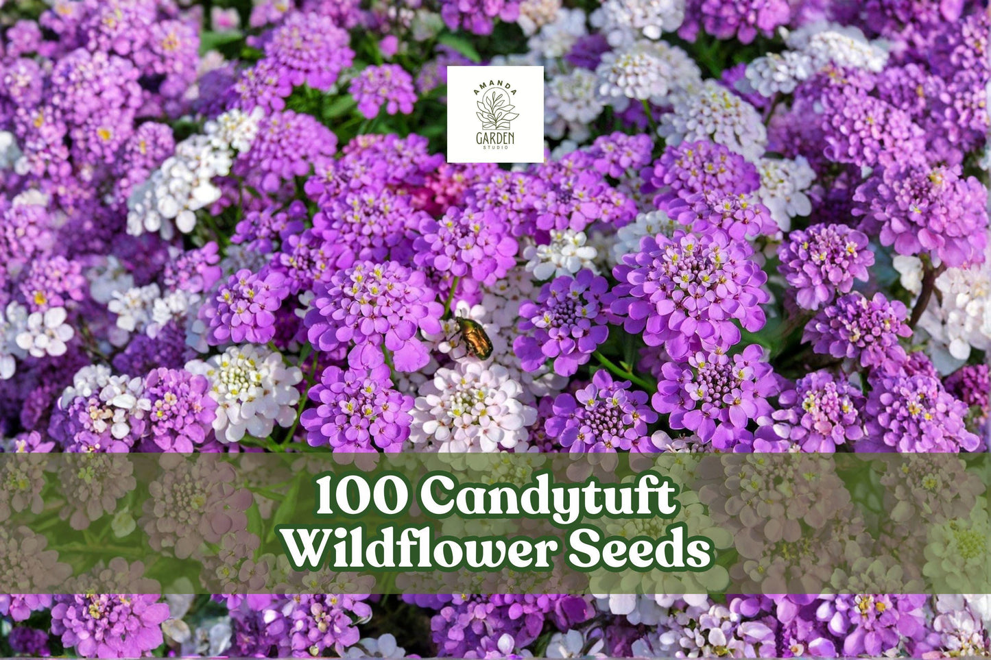 Candytuft Wildflower Seeds – Low-Growing Ground Cover, Border, Edging, Iberis spp.