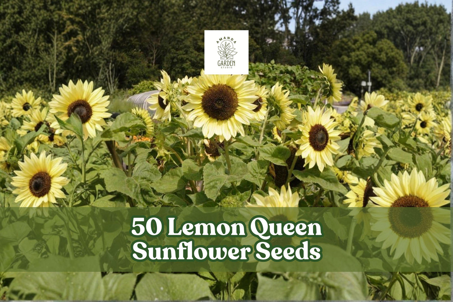 Lemon Queen Sunflower Seeds – Helianthus annuus, Large Lemon-Yellow Blooms, Ornamental Garden Plant, 50 Seeds