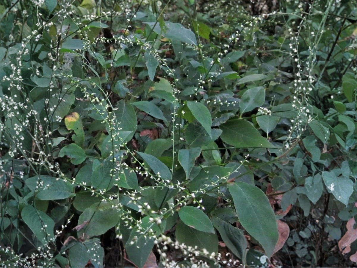 Virginia Knotweed Seeds (15) – Persicaria virginiana Native Woodland Perennial for Shade Gardens