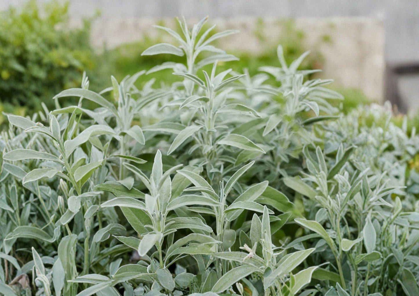 Broadleaf Sage Herb Seeds, 30 Pack, Culinary Aromatic Perennial, Salvia officinalis, Heirloom, Drought Tolerant, Herb Garden