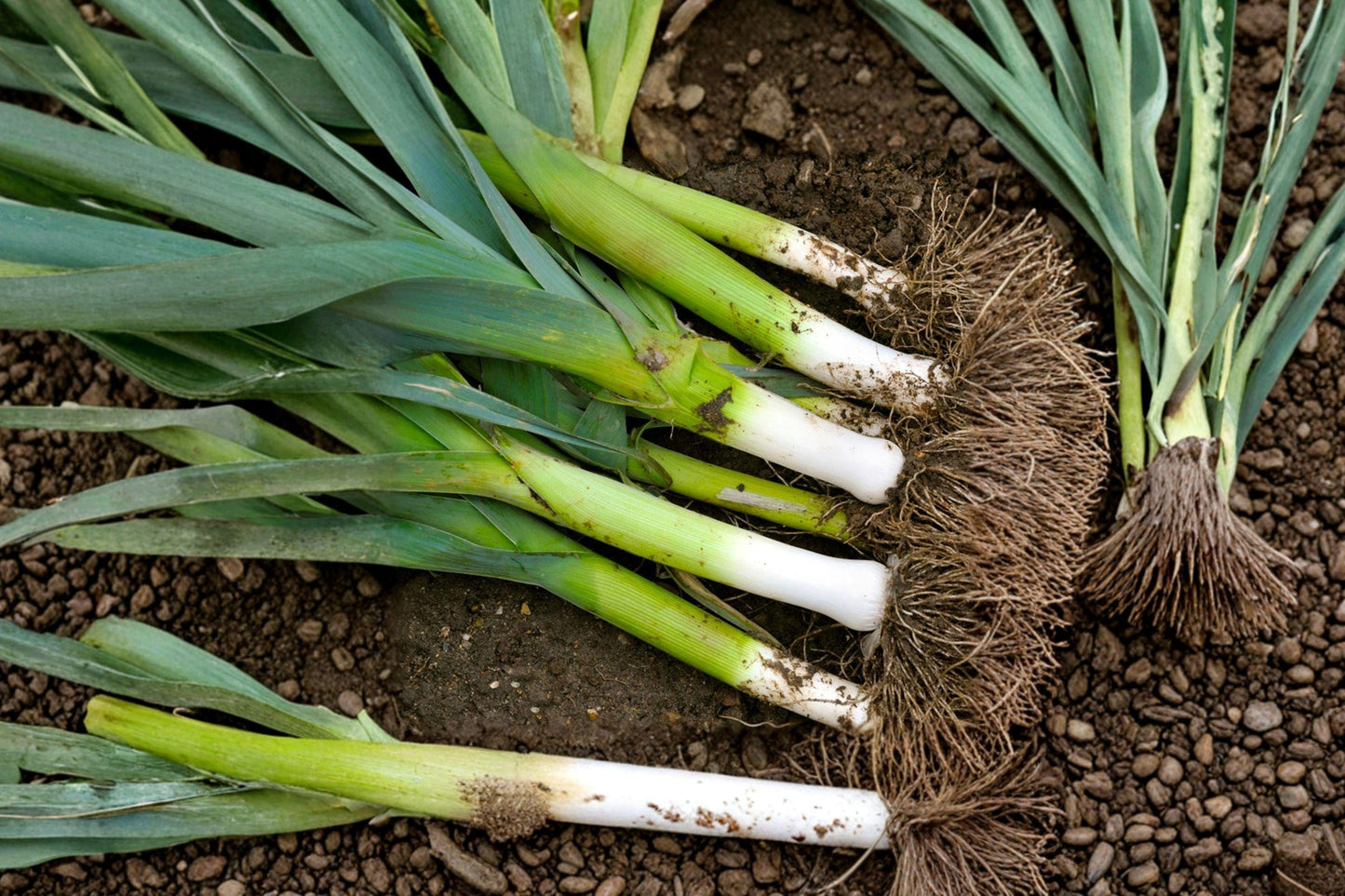 American Flag Leek Seeds – Heirloom, Non-GMO, Cold-Tolerant Vegetable for Gardeners, Long White Stems, Reliable Growth