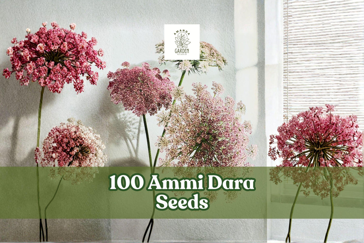 100 Ammi Dara Seeds – Mixed Color Queen Anne’s Lace Flower – Daucus carota Ornamental Annual for Garden Beds & Bouquets