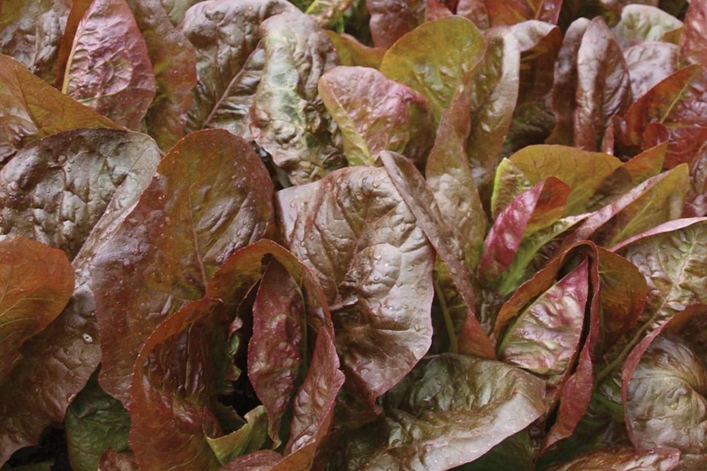 Red Romaine Lettuce Seeds - Heirloom, Cold Hardy, Non-GMO, Gourmet Salad Greens, Rouge De Hiver, Organic Vegetable Seeds