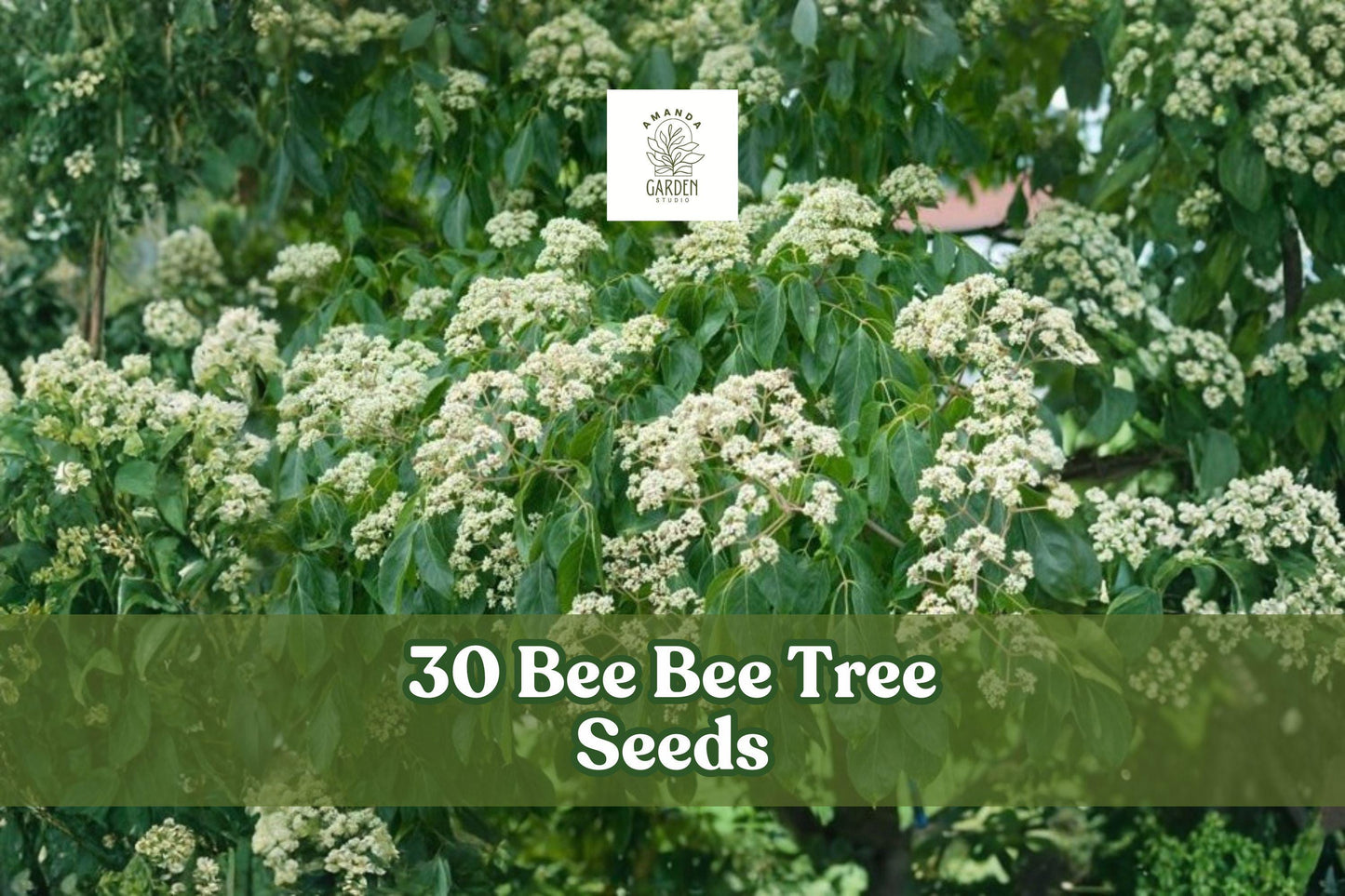 30 Bee-Bee Tree Seeds Tetradium daniellii Ornamental Deciduous Tree with White Summer Flowers