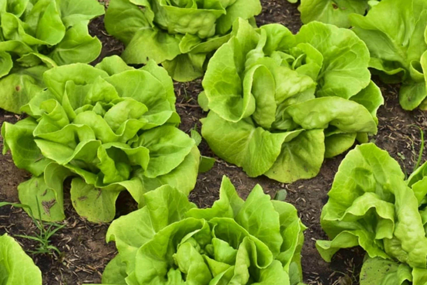 Buttercrunch Butterhead Lettuce Seeds, Heirloom, Non-GMO, Heat Tolerant, Compact, Tender Leaves, Cool Season, 1000 Seeds