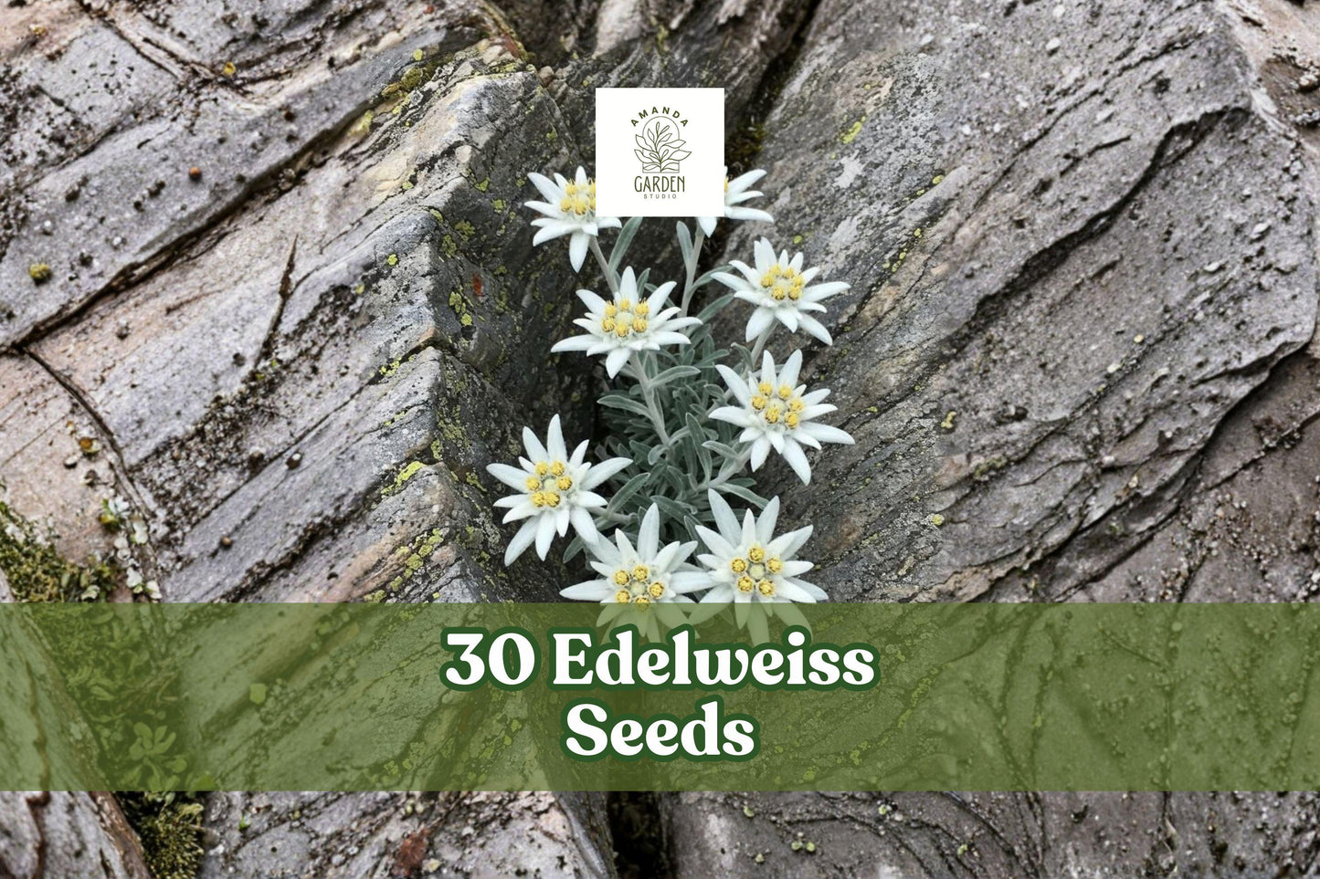 Edelweiss Seeds 30 Pack – Leontopodium alpinum Alpine Perennial Flower with White Star-Shaped Blooms for Rock Gardens