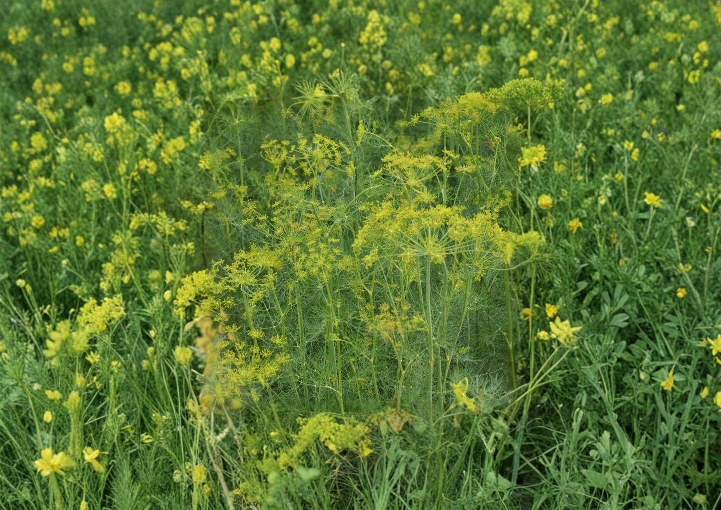 Dill Herb Seeds 500 Count – Anethum graveolens Bouquet, Aromatic, Culinary, Heirloom, Fast-Growing Annual