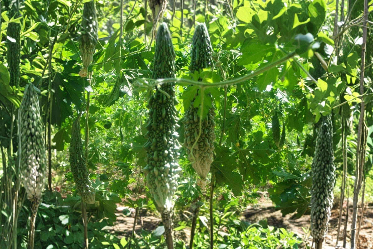 Bitter Gourd Futo Spindle Seeds – Heirloom Non-GMO Climbing Vine for Summer Garden, Long Spindle-Shaped Fruits, Tropical Vegetable Plant