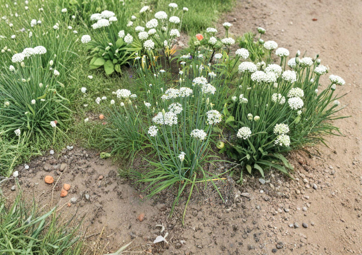 Flowering Chinese Leek Seeds, Garlic Chive, Edible Flowers, Asian Vegetable Herb, Perennial Garden Seeds, Allium tuberosum