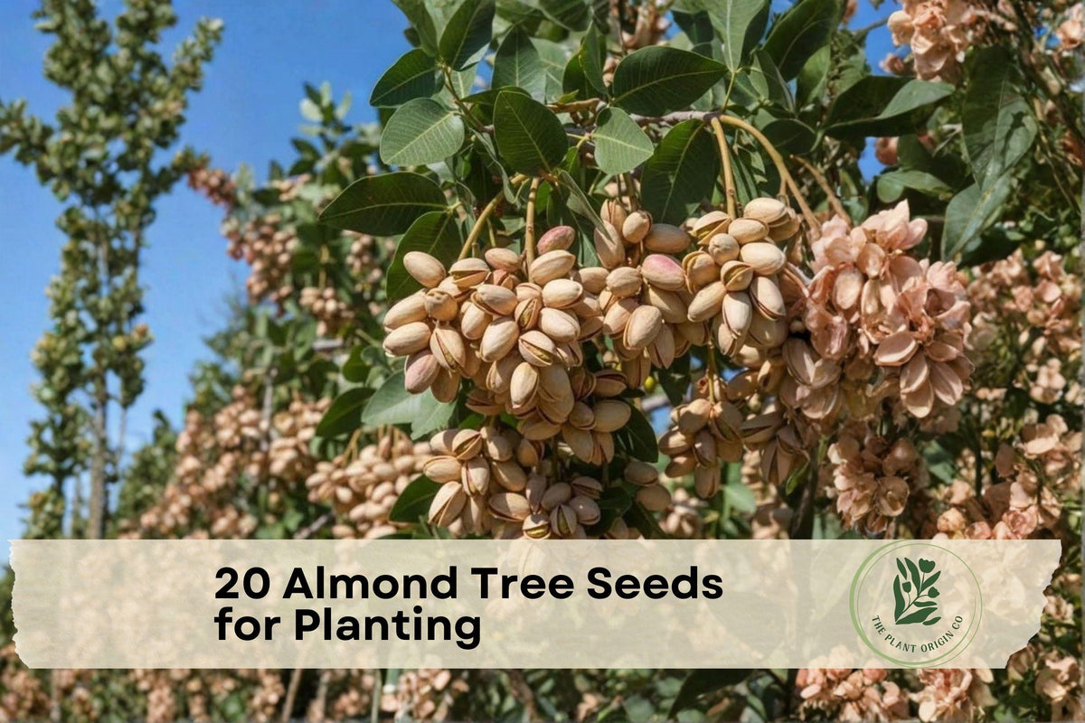 Almond Tree Seeds, Prunus dulcis, Nut-Bearing Deciduous Tree for Garden, Orchard, Landscaping