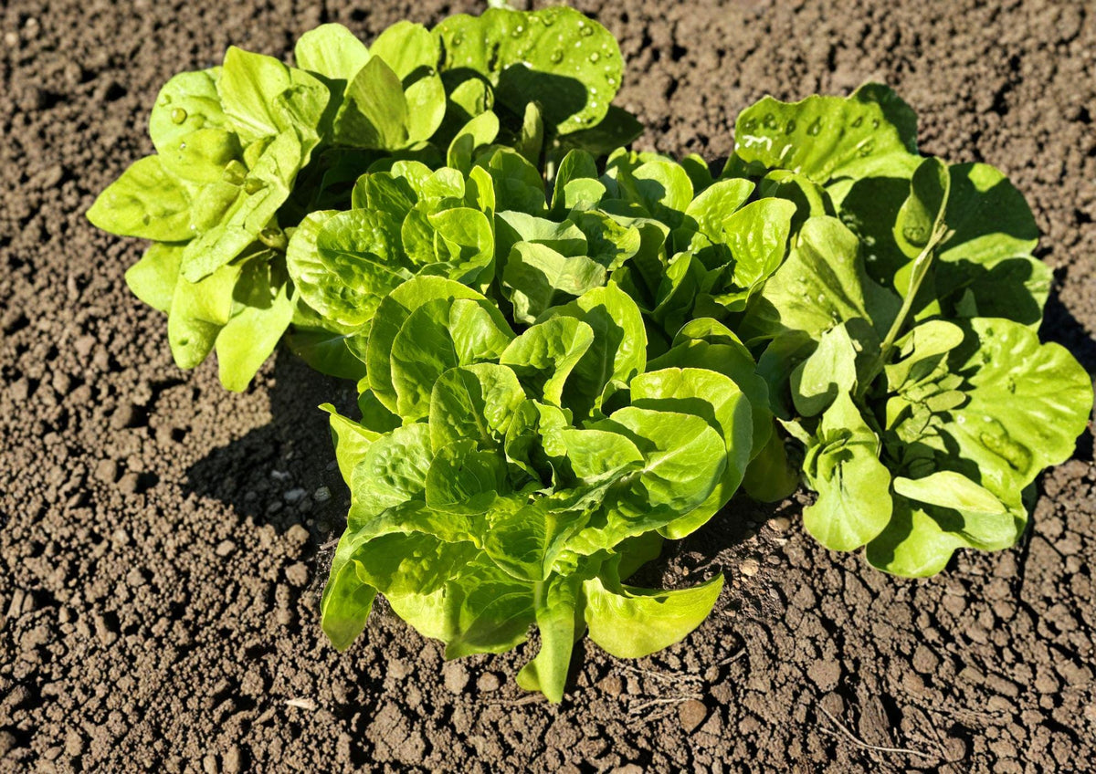 Buttercrunch Butterhead Lettuce Seeds – Heirloom Bibb Type, Tender, Crisp, Cool-Season Garden Vegetable, 1000 Seeds