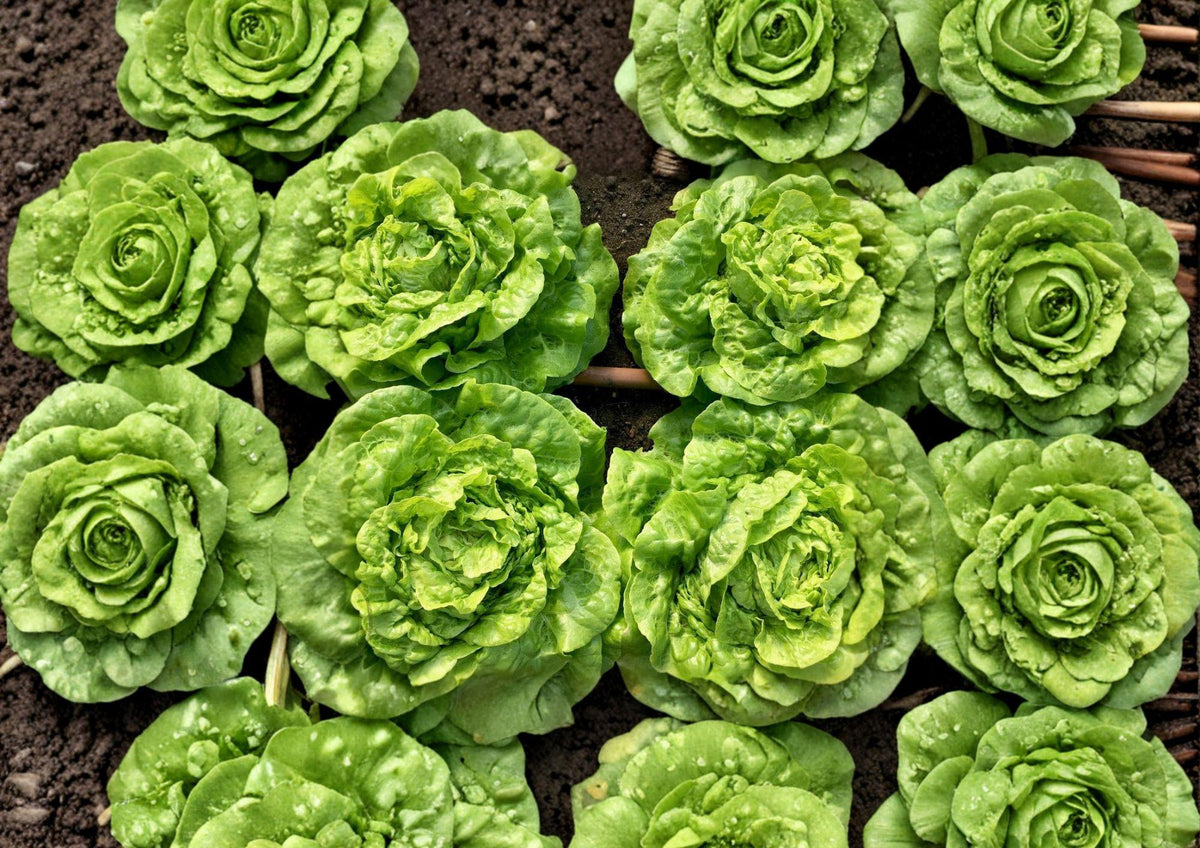 Heirloom Tom Thumb Butterhead Lettuce Seeds – Compact Mini Bibb Lettuce for Small Gardens & Containers